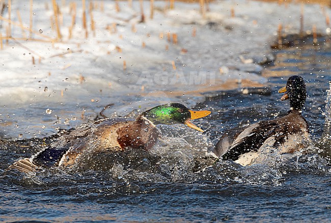 Two males Mallard (Anas platyrhynchos) fighting in an urban lake in  Katwijk, Netherlands. stock-image by Agami/Marc Guyt,