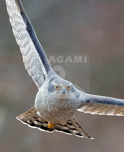 Close up of an adult male Northern Goshawk (Accipiter gentilis) in flight; front view. Finland stock-image by Agami/Markku Rantala,