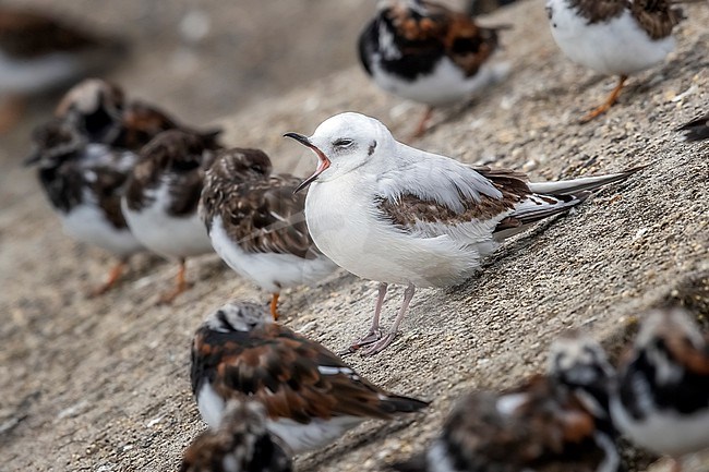 First winter moulting to fisrt summer Ross's Gull (Rhodostethia rosea) sitting on a block of Scheveningen pier, Zuid-Holland, the Netherlands. stock-image by Agami/Vincent Legrand,
