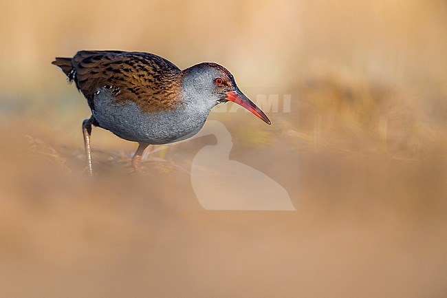 Water Rail (Rallus aquaticus) walking out in the open on the ground on the edge of a reedbed  in Italy. stock-image by Agami/Daniele Occhiato,