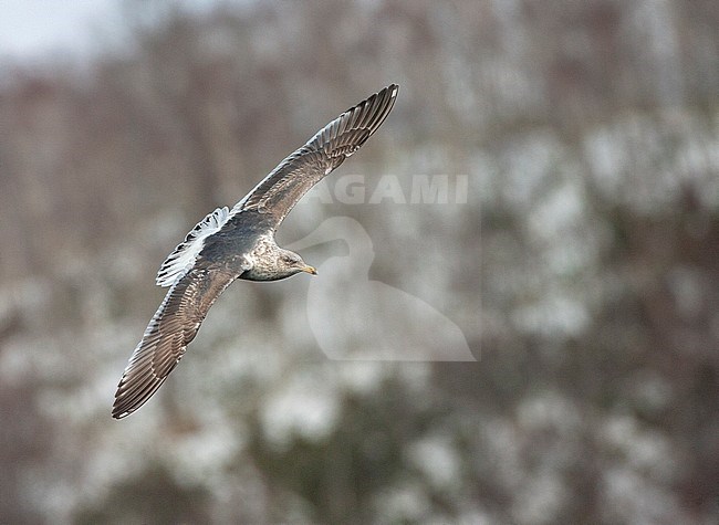 Slaty-backed Gull (Larus schistisagus) wintering on Hokkaido, Japan. Immature flying with a forested hill in the background. stock-image by Agami/Marc Guyt,