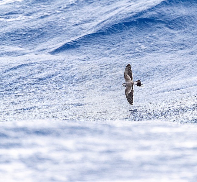 White-faced Storm-Petrel (Pelagodroma marina) flying low over the surface, between two waves, on the Atlantic Ocean off the Madeira islands. stock-image by Agami/Marc Guyt,