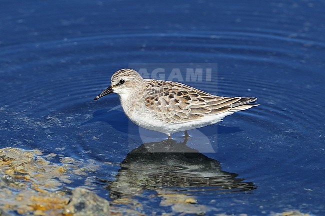 First-year Red-necked Stint (Calidris ruficollis) at Hyères, France. A very rare vagrant to Europe. Standing in shallow water. stock-image by Agami/Aurélien Audevard,
