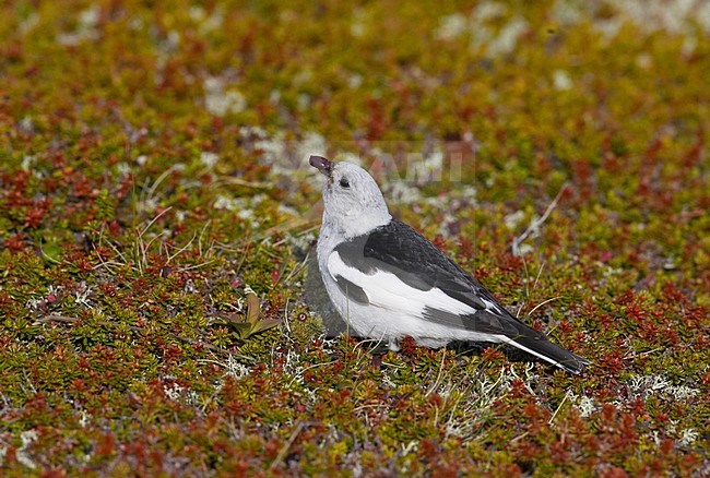Mannetje Sneeuwgors; Male Snow Bunting stock-image by Agami/Markus Varesvuo,