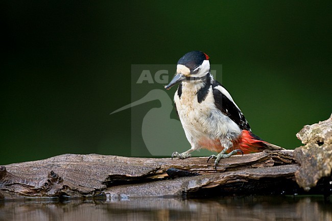 Grote bonte Specht zittend bij het water; Great Spotted Woodpecker perched near water stock-image by Agami/Marc Guyt,