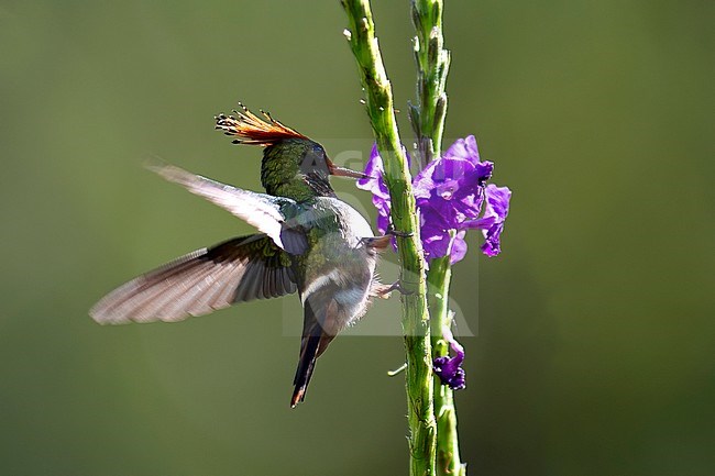 A male Rufous-crested coquette (Lophornis delattrei)  is using the stem of a flower for support while it is foraging on a flower at the Amazonia Lodge in lowland Peru. stock-image by Agami/Jacob Garvelink,