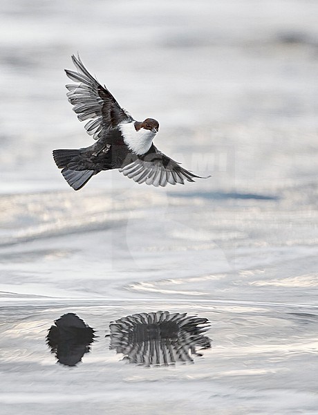 Black-bellied White-throated Dipper, Cinclus cinclus cinclus, wintering in stream in cold frozen taiga forest in northern Finland. stock-image by Agami/Markus Varesvuo,