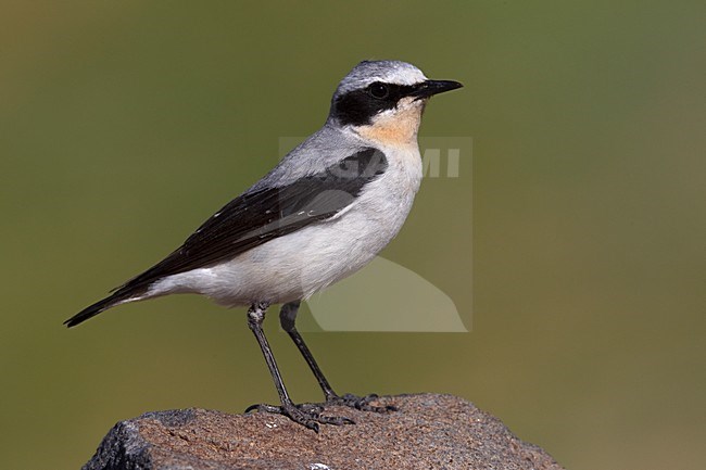 Mannetje Tapuit; Male Northern Wheatear stock-image by Agami/Daniele Occhiato,