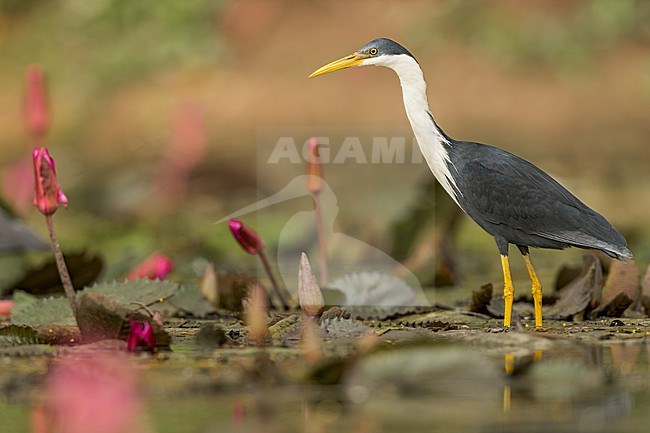 Pied Heron (Egretta picata) feeding in a pond  in Papua New Guinea stock-image by Agami/Dubi Shapiro,