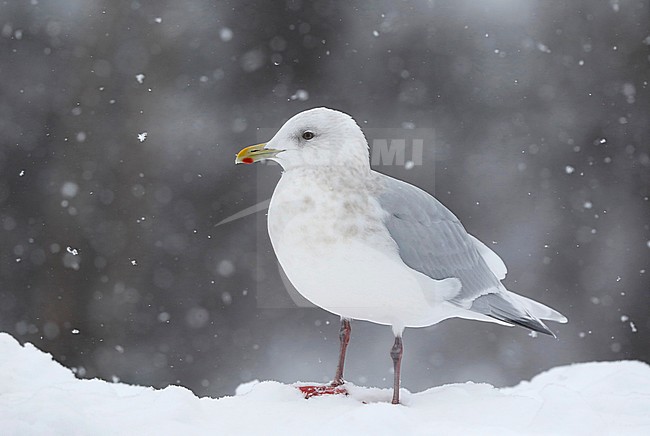 Kumliens Meeuw, Kumlien's Gull, Larus glaucoides kumlieni stock-image by Agami/Chris van Rijswijk,