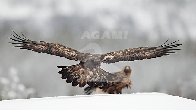 Steenarend in vlucht, Golden Eagle in flight stock-image by Agami/Markus Varesvuo,