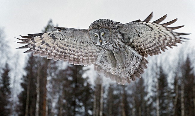 Great Grey Owl (Srix nebulosa) Kuusamo Finland February 2015 stock-image by Agami/Markus Varesvuo,