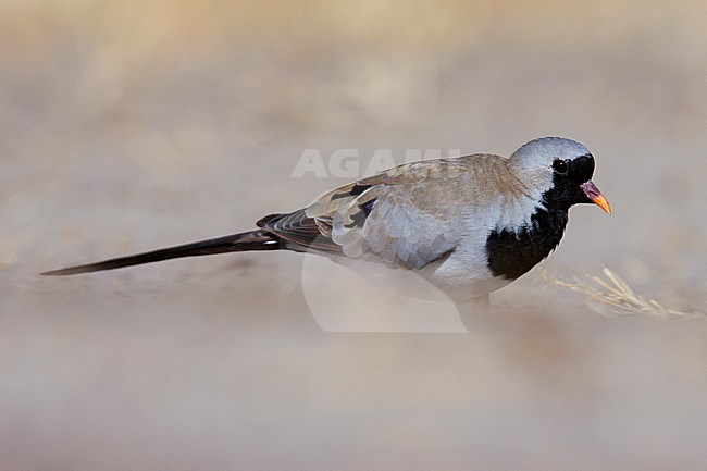 Namaqua Dove (Oena capensis) taken the 08/08/2023 at Chobe - Botswana. stock-image by Agami/Nicolas Bastide,