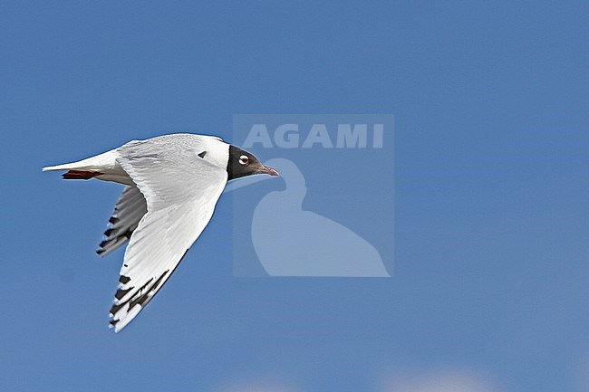 Adult Relict Gull (Ichthyaetus relictus) in summer plumage in Mongolia. stock-image by Agami/James Eaton,