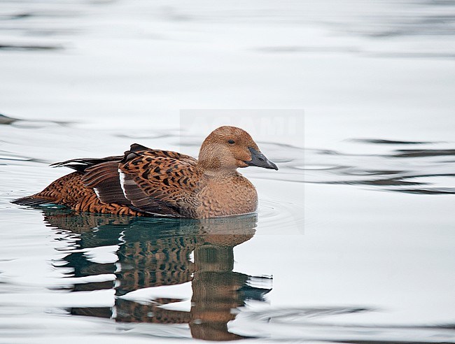 Female King Eider (Somateria spectabilis) wintering in harbour of north Norway. Swimming, seen from the side. stock-image by Agami/Dani Lopez-Velasco,