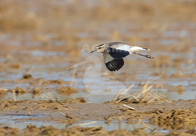 First Winter Sociable Plover Vanellus gregarius, flying over fields in Ebro Delta, Tarragona, Spain 27 December 2016 stock-image by Agami/Rafael Armada,