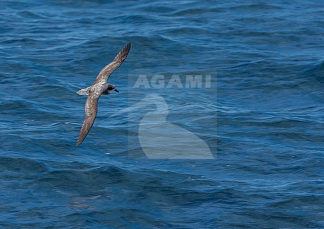 Soft-plumaged Petrel, Pterodroma mollis, in flight over the southern Atlantic ocean. stock-image by Agami/Marc Guyt,