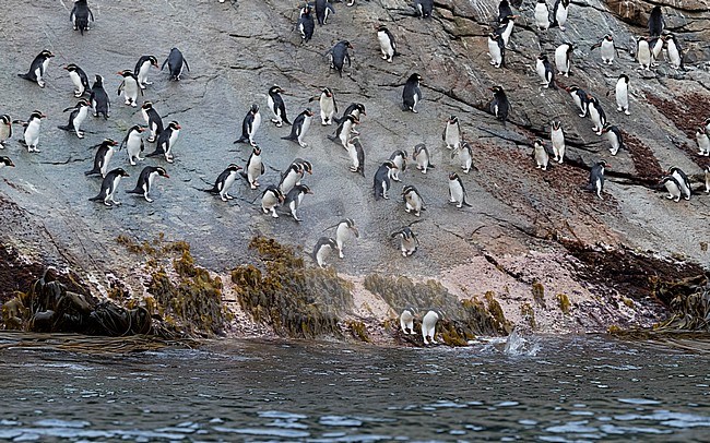 Snares Penguins (Eudyptes robustus) walking down penguinslope on The Snares, a subantarctic Island group south off New Zealand, into the ocean. stock-image by Agami/Marc Guyt,