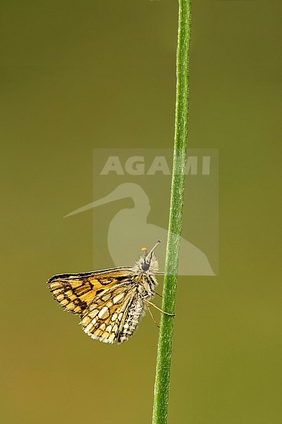 Bont dikkopje, Chequered Skipper stock-image by Agami/Walter Soestbergen,