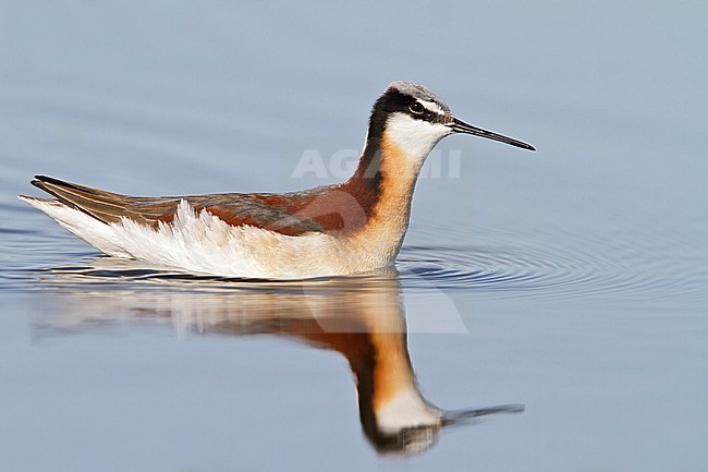 Wilson's Phalarope (Phalaropus tricolor) feeding in a small pond in Alberta, Canada. stock-image by Agami/Glenn Bartley,