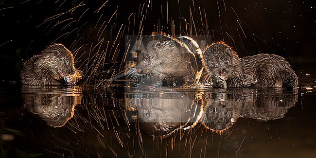 Europese Otters vissend in de nacht; Nightly fishing Otters (Lutra lutra) stock-image by Agami/Bence Mate,