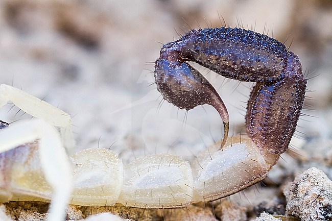 Scorpion species, Oman stock-image by Agami/Ralph Martin,