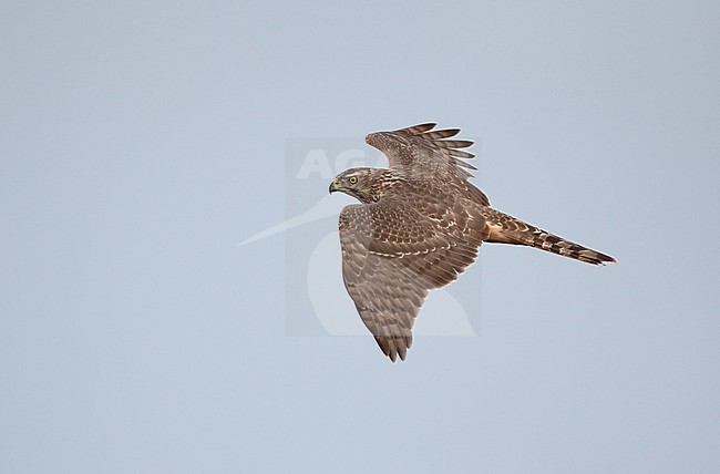 Northern Goshawk (1cy female) in flight at Arresø, Denmark. stock-image by Agami/Helge Sorensen,