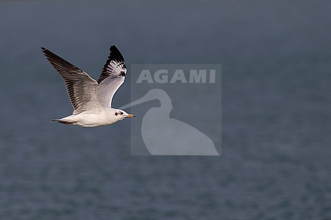 First winter brown-headed gull (Chroicocephalus brunnicephalus) in winter plumage in flight, found in Thailand, Pak Thale stock-image by Agami/Mathias Putze,