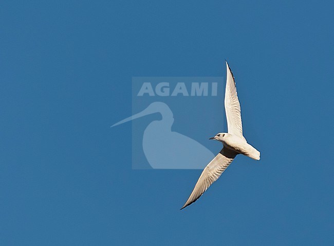 Kleine Kokmeeuw in vlucht; Bonaparte's Gull (Larus philadelphia) stock-image by Agami/Marc Guyt,