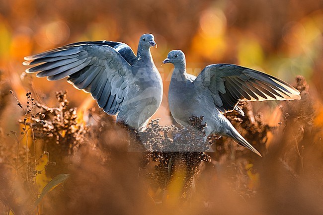 Common wood pigeon, Columba palumbus, in Italy. stock-image by Agami/Daniele Occhiato,