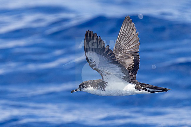 Mascarene Shearwater (Puffinus bailloni bailloni) at sea off Réunion island. stock-image by Agami/Yann Muzika,