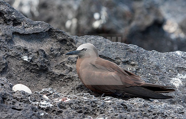 Common Brown Noddy, Anous (stolidus) stolidus, in the central Atlantic ocean, south of the equator. At its nest. stock-image by Agami/Marc Guyt,