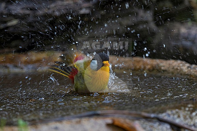 An adult Silver-eared Mesia (Leiothrix argentauris) is bathing stock-image by Agami/Mathias Putze,