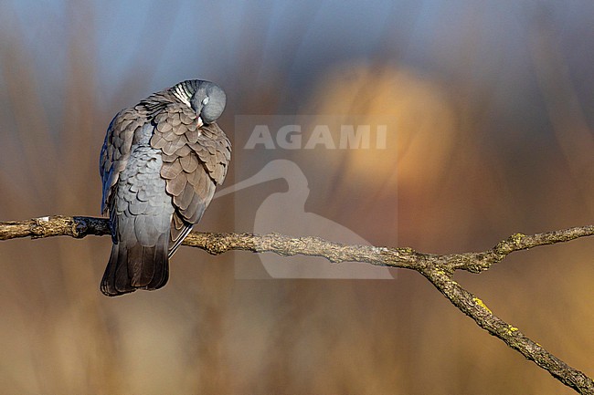 Common wood pigeon, Columba palumbus, in Italy. stock-image by Agami/Daniele Occhiato,