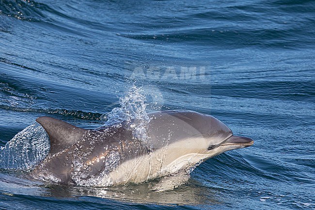 Common dolphin (Delphinus delphis) swimming on the surface jumping, against the sea as background, in Brittany, France. stock-image by Agami/Sylvain Reyt,