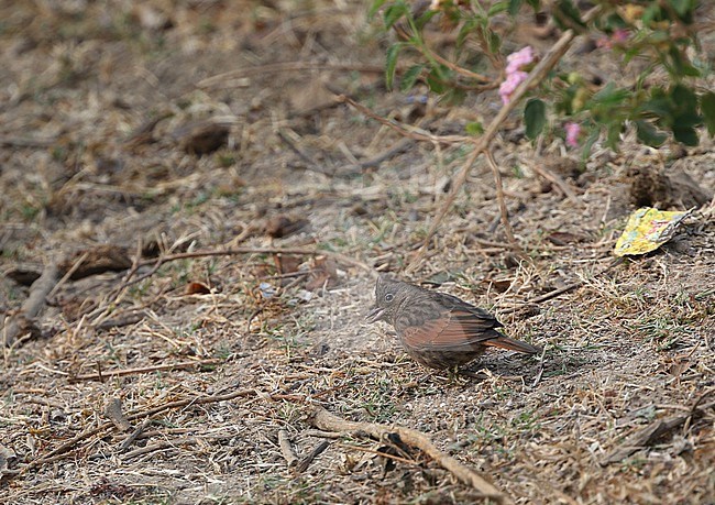 Female Crested Bunting (Emberiza lathami) foraging on the ground in India. stock-image by Agami/James Eaton,