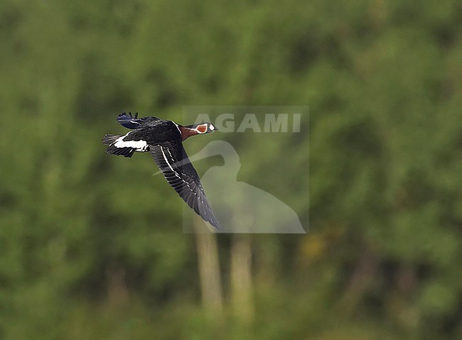 Volwassen Roodhalsgans in vlucht, Adult Red-breasted Goose in flight stock-image by Agami/Tomi Muukkonen,