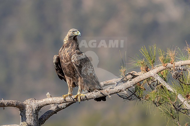 Perching Golden Eagle in Pinus nigra ssp salzmanni stock-image by Agami/Onno Wildschut,