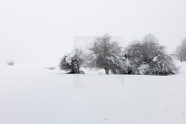 Snowy Landscape, winter landscape with bushes, Campania, Italy stock-image by Agami/Saverio Gatto,