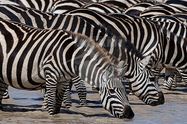 A herd of Burchell's Zebras, Equus Quagga Burchellii, drinking at Hidden Valley lake. Ndutu, Ngorongoro Conservation Area, Tanzania. stock-image by Agami/Sergio Pitamitz,
