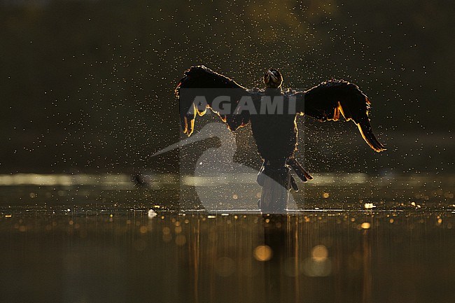  stock-image by Agami/Menno van Duijn,