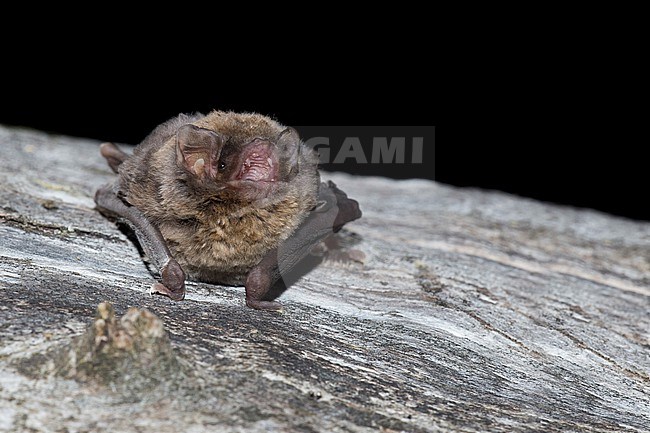 Schreibers' Bat is sitting on a tree stock-image by Agami/Theo Douma,