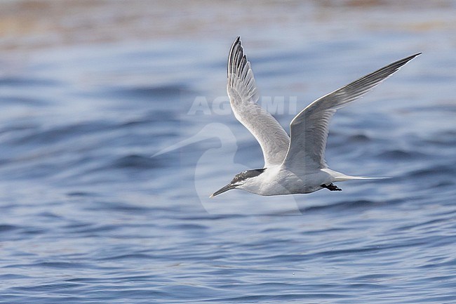 Sandwich tern (Thalasseus sandvicensis), flying, with a blue and yellow sea as background stock-image by Agami/Sylvain Reyt,