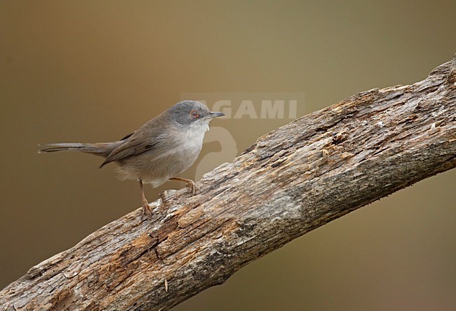 Vrouwtje Kleine Zwartkop; Female Sardinian Warbler stock-image by Agami/Markus Varesvuo,