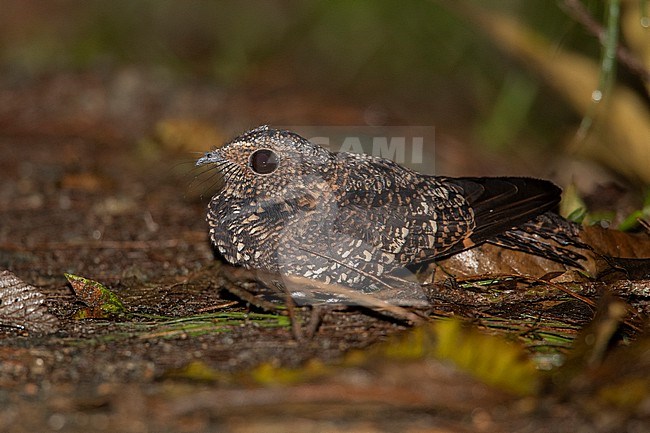 Band-winged Nightjar (Systellura longirostris ruficervix) at Rio Blanco Ecological Reserve, Manizales, Caldas, Colombia. stock-image by Agami/Tom Friedel,