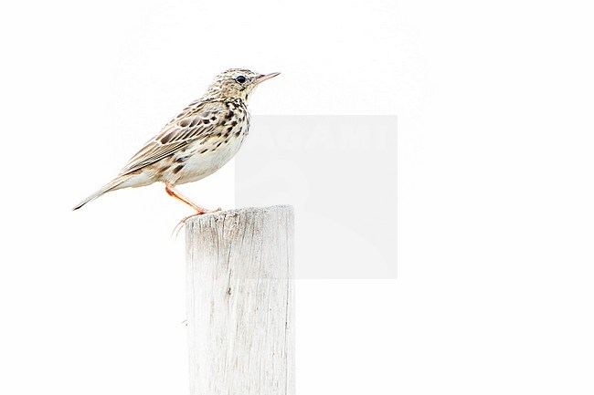 Peruvian Pipit (Anthus peruvianus) in Northern Peru. stock-image by Agami/Dani Lopez-Velasco,