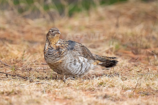 Adult male
Mackinac Co., MI
April 2025 stock-image by Agami/Brian E Small,