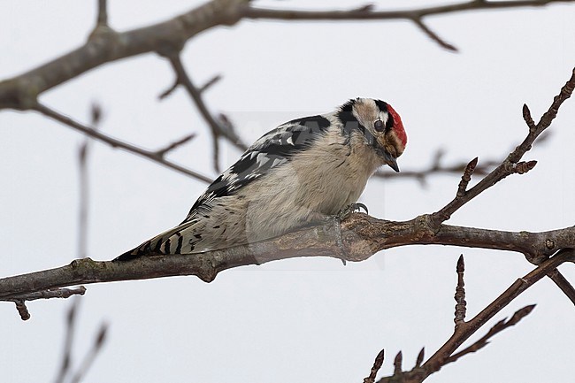 The Lesser Spotted Woodpecker (Dryobates minor)  is often quite shy and mostly seen briefly. This male gave close-up views. stock-image by Agami/Jacob Garvelink,