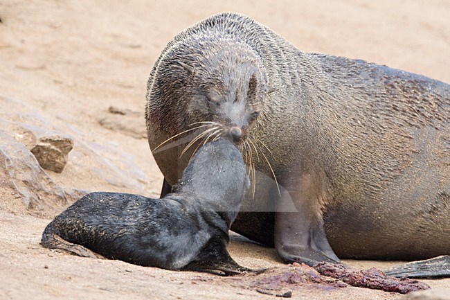 Kaapse pelsrob moeder met net geboren zuigeling Namibie, Cape Fur Seal mother with new born suckling Namibia stock-image by Agami/Wil Leurs,