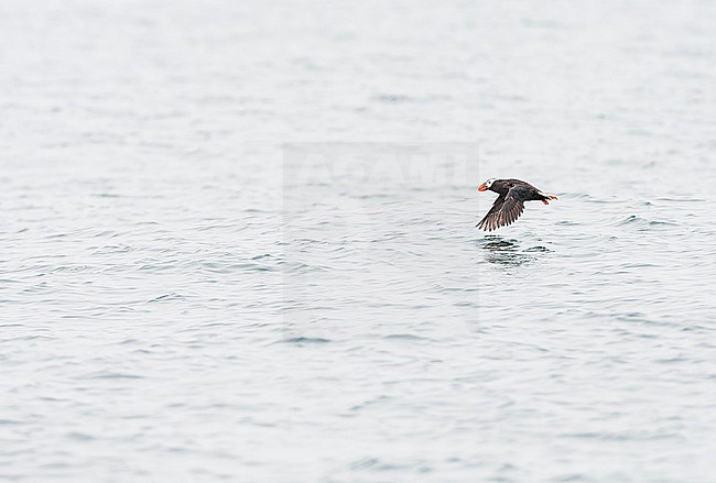 Adult Tufted Puffin (Fratercula cirrhata) in autumn plumage off the coast of California, USA. Flying over the ocean. stock-image by Agami/Marc Guyt,